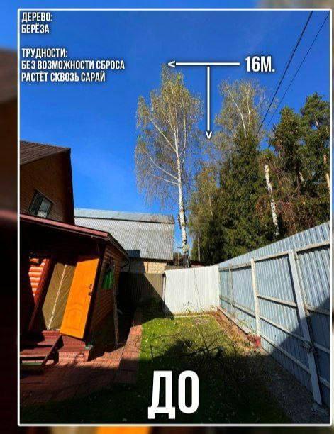 До работы. Берёза шестнадцати метров растёт вплотную к дому и сараю, крона над крышей и проводами.